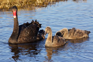 Black Swan clipart