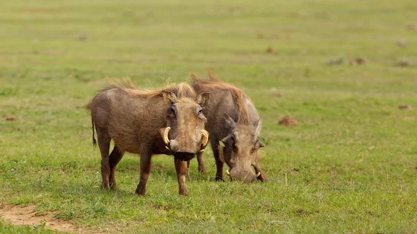 Warthogs — Stok fotoğraf
