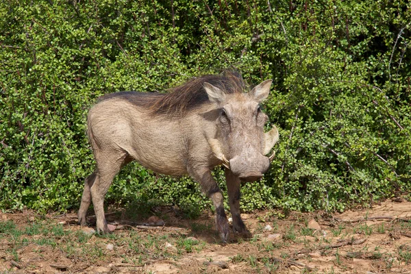 Retrato de warthog — Fotografia de Stock
