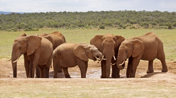 Elefant african — Fotografie, imagine de stoc