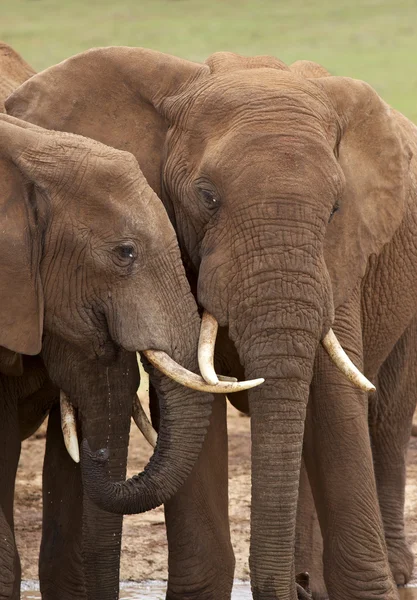 Elefant african — Fotografie, imagine de stoc