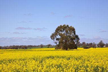 Rapeseed Field clipart