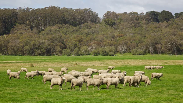 Australská ovce — Stock fotografie