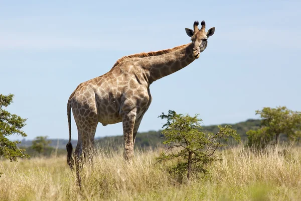 年轻的长颈鹿 — 图库照片