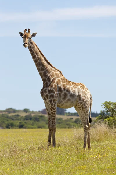 Mladá žirafa — Stock fotografie