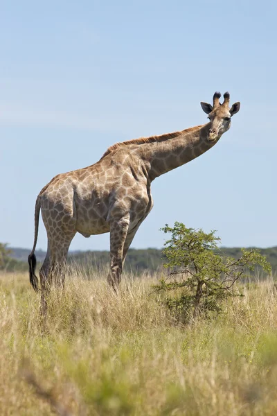 Młody żyrafa — Zdjęcie stockowe