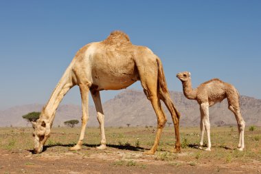 Camel and Calf clipart