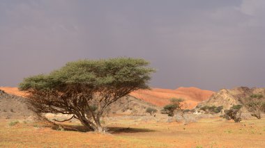 Wadi Sumayni