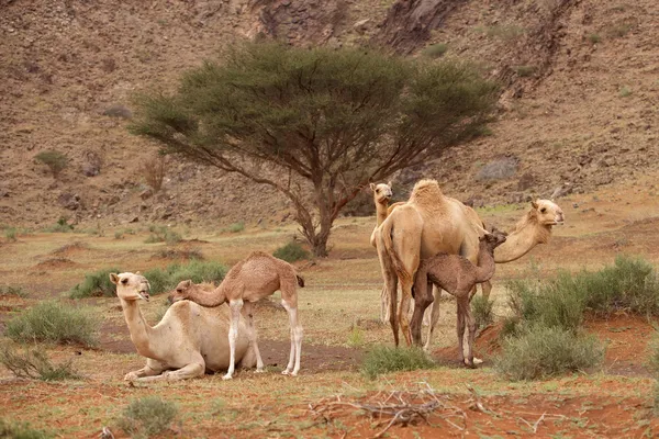 Питомник верблюдов — стоковое фото