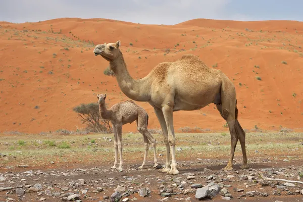 Camello y ternera — Foto de Stock