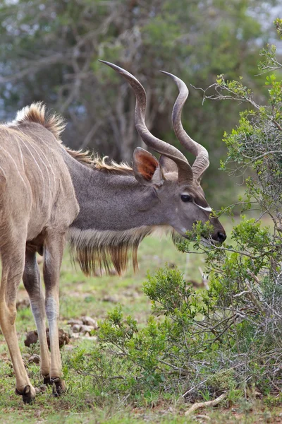Touro Kudu. — Fotografia de Stock
