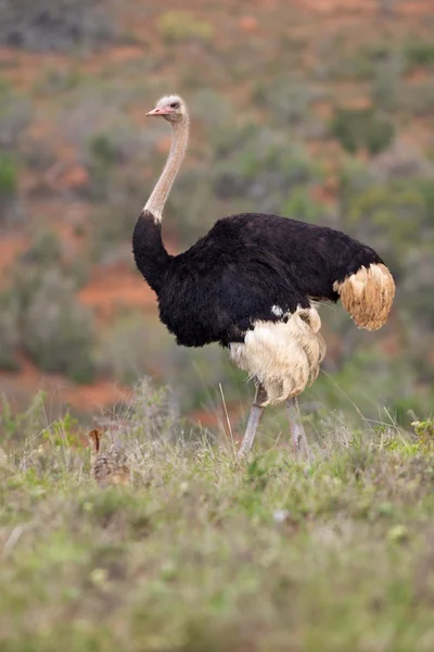 Ostrich with Chick — Stock Photo, Image