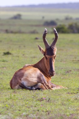 Kırmızı hartebeest