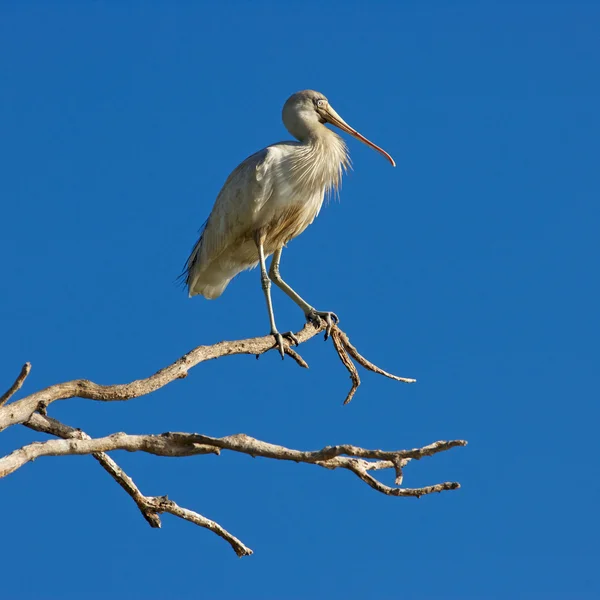 Yellow-billed Spoonbill — Stock Photo, Image