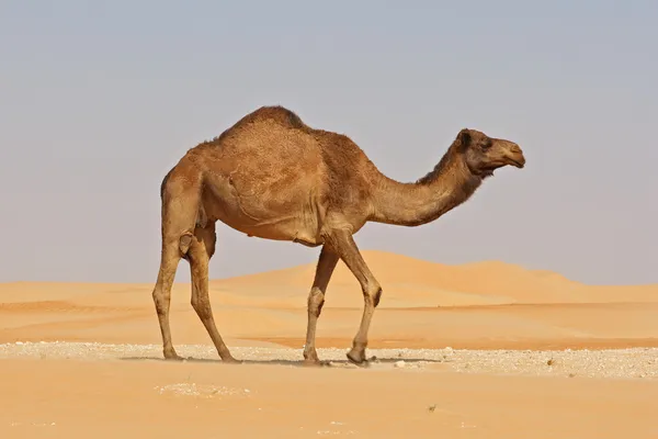 空季骆驼 — 图库照片