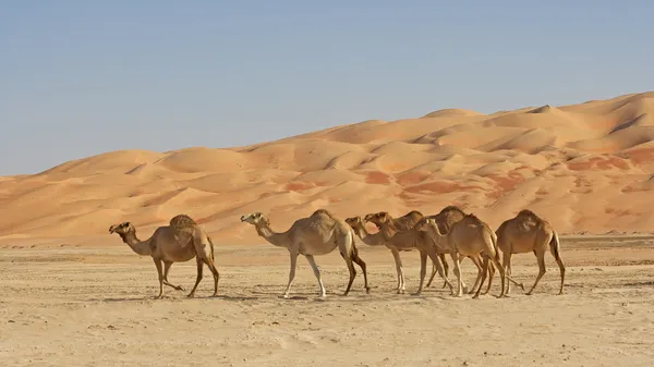 ルブアルハリ砂漠のラクダ — ストック写真