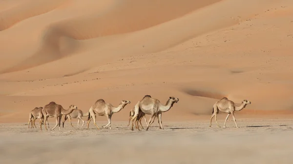 Пустые квартальные верблюды — стоковое фото