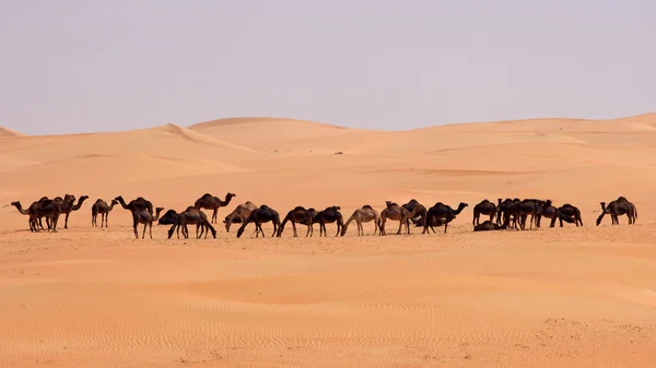 Пустые квартальные верблюды — стоковое фото