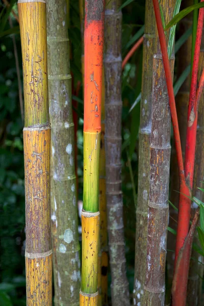 stock image Bamboo Abstract