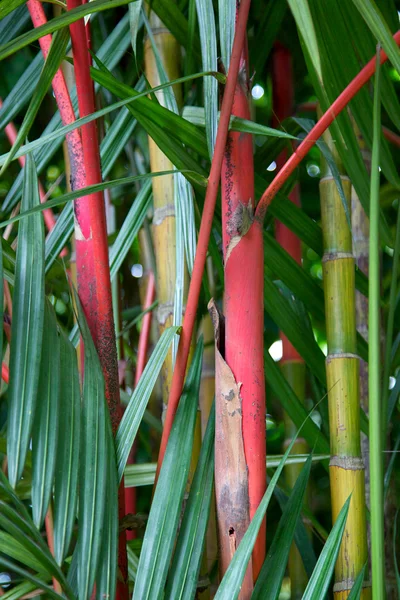 Bambusabstrakt — Stockfoto