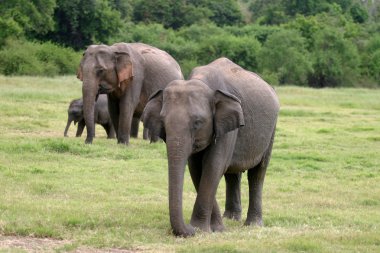 Sri Lankan Elephant clipart