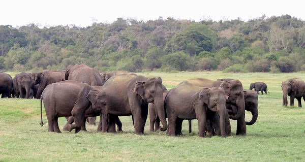 Шри-ланканский слон — стоковое фото