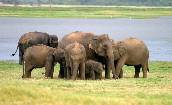 Шри-ланканский слон — стоковое фото