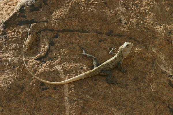 Sri Lankan Lizard — Stock Photo, Image