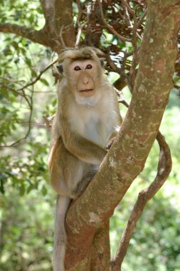 Toque Macaque clipart