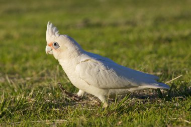 Little Corella clipart