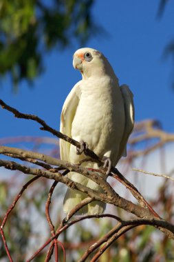 küçük corella