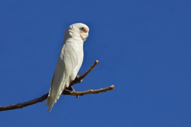 küçük corella