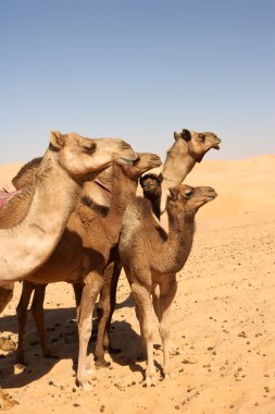 Camel grubu