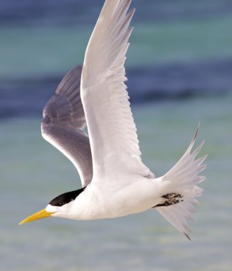Crested Tern clipart