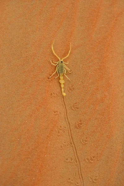 Arabisk skorpion - Stock-foto