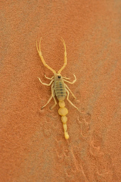 Arabisk skorpion - Stock-foto