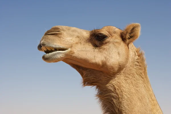 Καμήλα πορτρέτο — Φωτογραφία Αρχείου