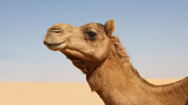 Camel Portrait — Stock Photo, Image