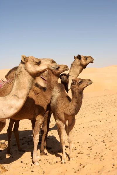Καμήλα ομάδα — Φωτογραφία Αρχείου