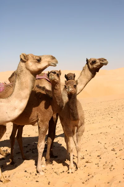 Kamelgruppe — Stockfoto