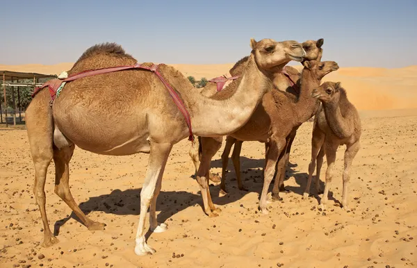 Καμήλα ομάδα — Φωτογραφία Αρχείου