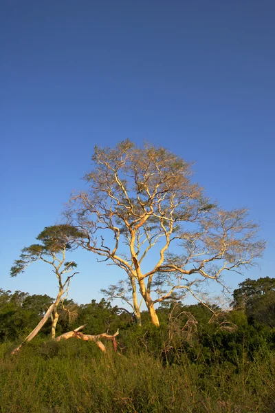 Feber träd — Stockfoto