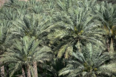 Date Palm Abstract clipart