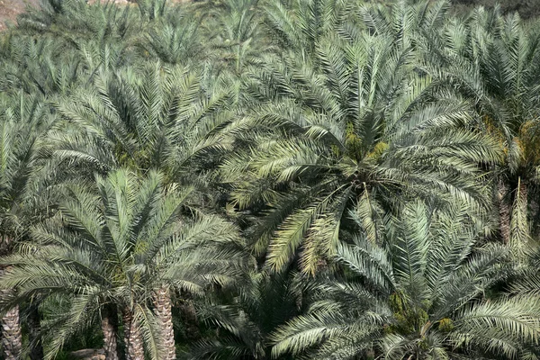 stock image Date Palm Abstract