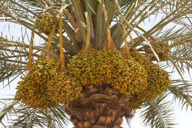 Arabian Dates clipart