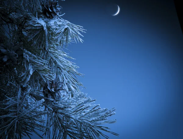 크리스마스 밤 — 스톡 사진