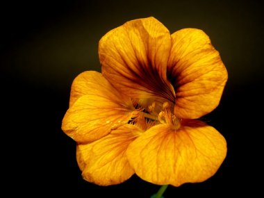 Indian cress (nasturtium) clipart