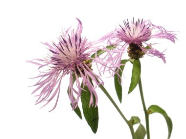 açık pembe çiçek