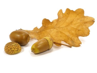 Acorns clipart