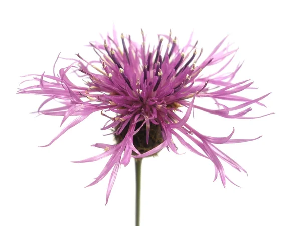 stock image Purple flower